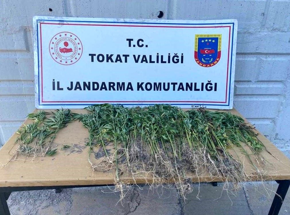 Tokat\'ta kenevir operasyonu 1 gözaltı