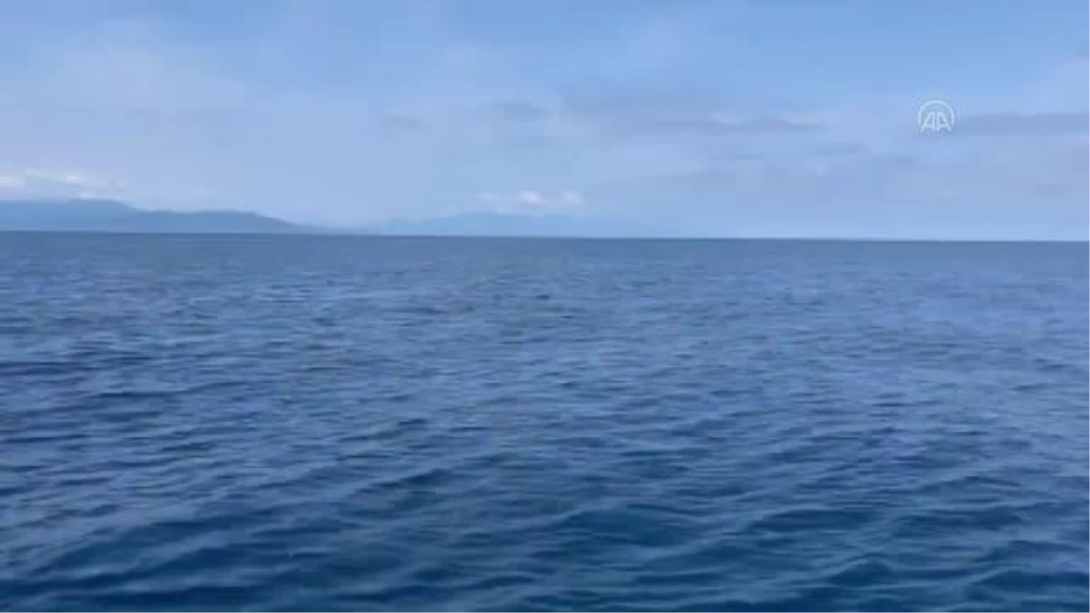 Türk yüzücünün "Oceans Seven" hayalini köpek balıkları engelledi