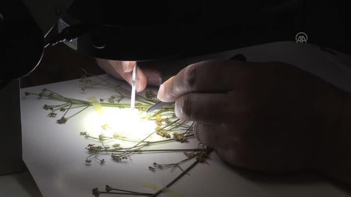 Van'daki İspiriz Dağı'nda yeni bir bitki türü keşfedildi