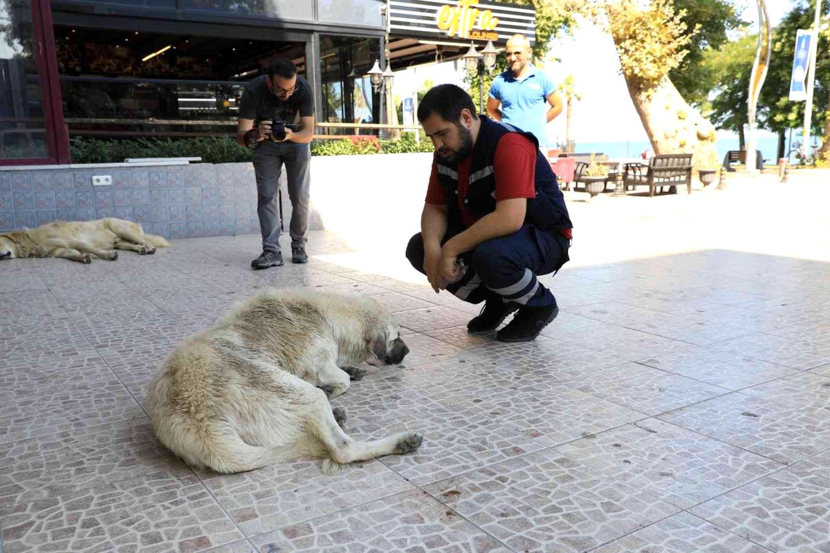 Yalova Belediyesi 2. etap bisiklet ve yaya yolunda çalışmaları tamamladı