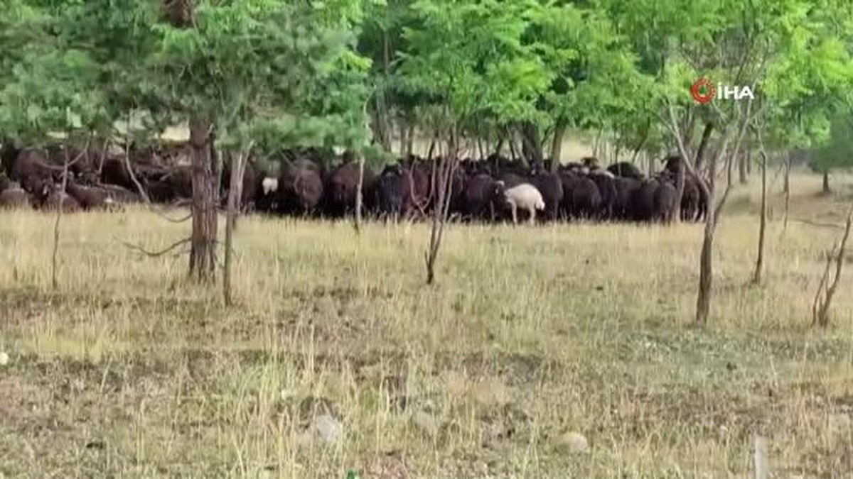 Ardahan\'da dolu yağışı etkili oldu, koyunlar kümelenerek korunmaya çalıştı