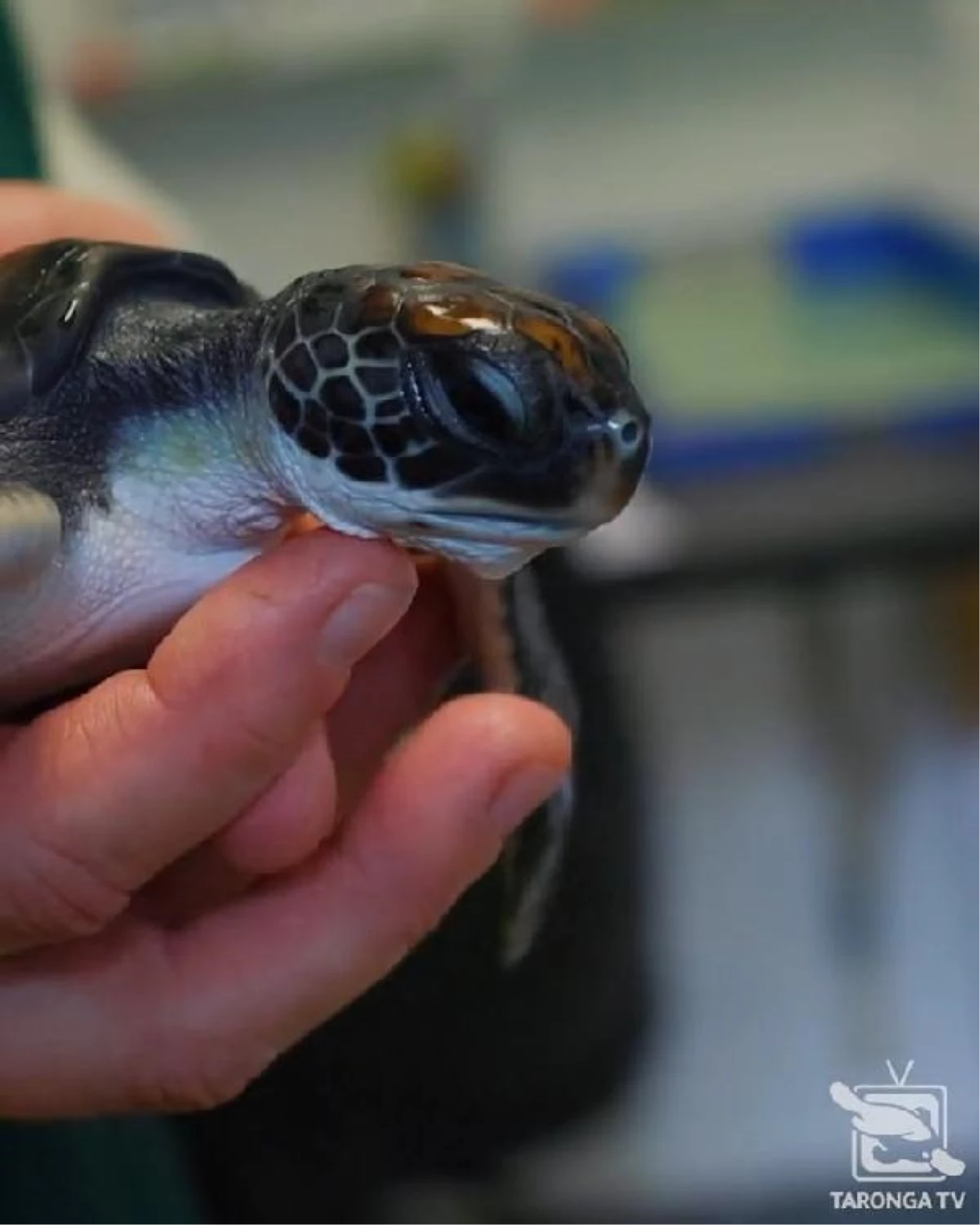 Avustralya\'da kurtarılan kaplumbağanın midesi plastik dolu