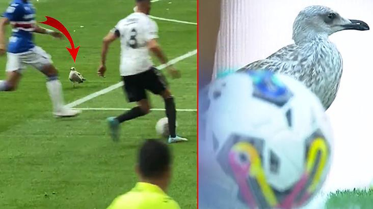 Beşiktaş maçına martı damgası! Tüm pozisyonların odak noktası oldu