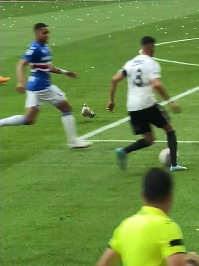 Beşiktaş maçındaki martı görenleri hayrete düşürdü! Her pozisyonun içinde yer aldı Beşiktaş maçındaki martı görenleri hayrete düşürdü! Her pozisyonun içinde yer aldı