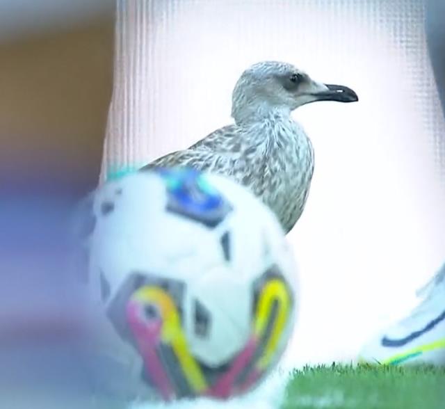 Beşiktaş maçındaki martı görenleri hayrete düşürdü! Her pozisyonun içinde yer aldı Beşiktaş maçındaki martı görenleri hayrete düşürdü! Her pozisyonun içinde yer aldı