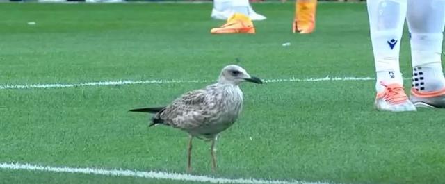 Beşiktaş maçındaki martı görenleri hayrete düşürdü! Her pozisyonun içinde yer aldı Beşiktaş maçındaki martı görenleri hayrete düşürdü! Her pozisyonun içinde yer aldı