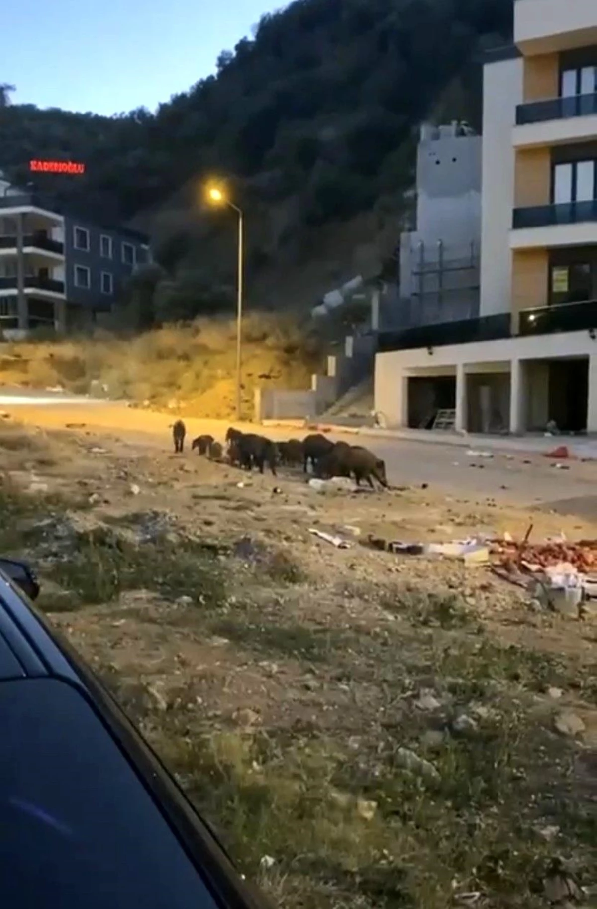 Bursa\'da aç kalan domuz sürüsü şehir merkezine indi