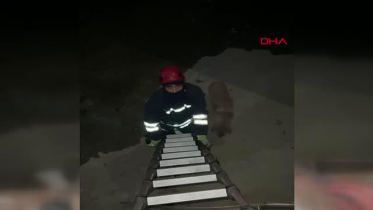 DERE YATAĞINA DÜŞEN KÖPEK KURTARILDI
