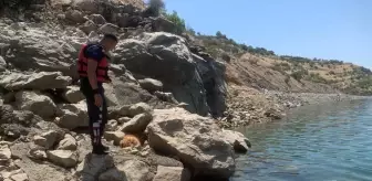 Kayalıklardan düşerek yaralanan köpek, itfaiye ekiplerince kurtarıldı