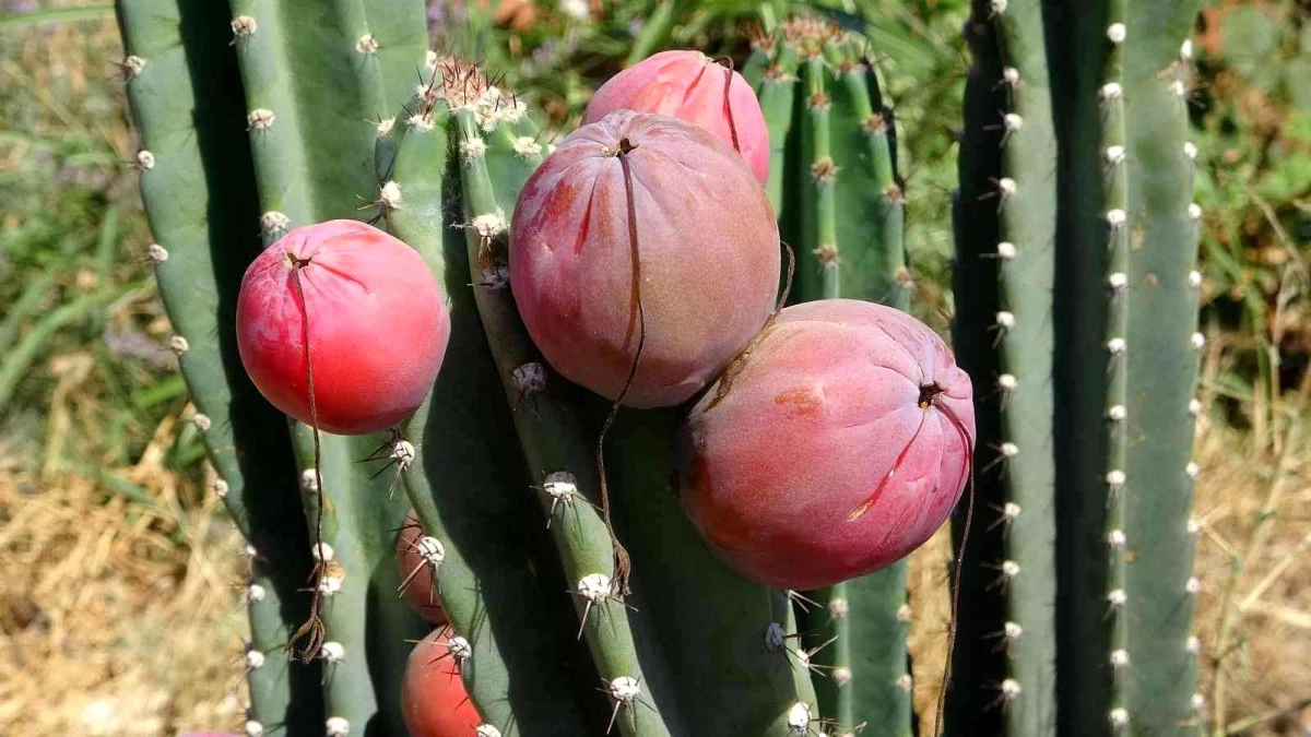 Mersin\'de Güney Amerika kökenli Peru elması yetiştirildi
