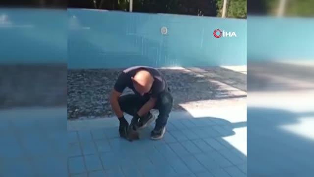 Muhtar, Yalova\'da bitkin halde bulduğu kirpiye elleriyle su içirdi