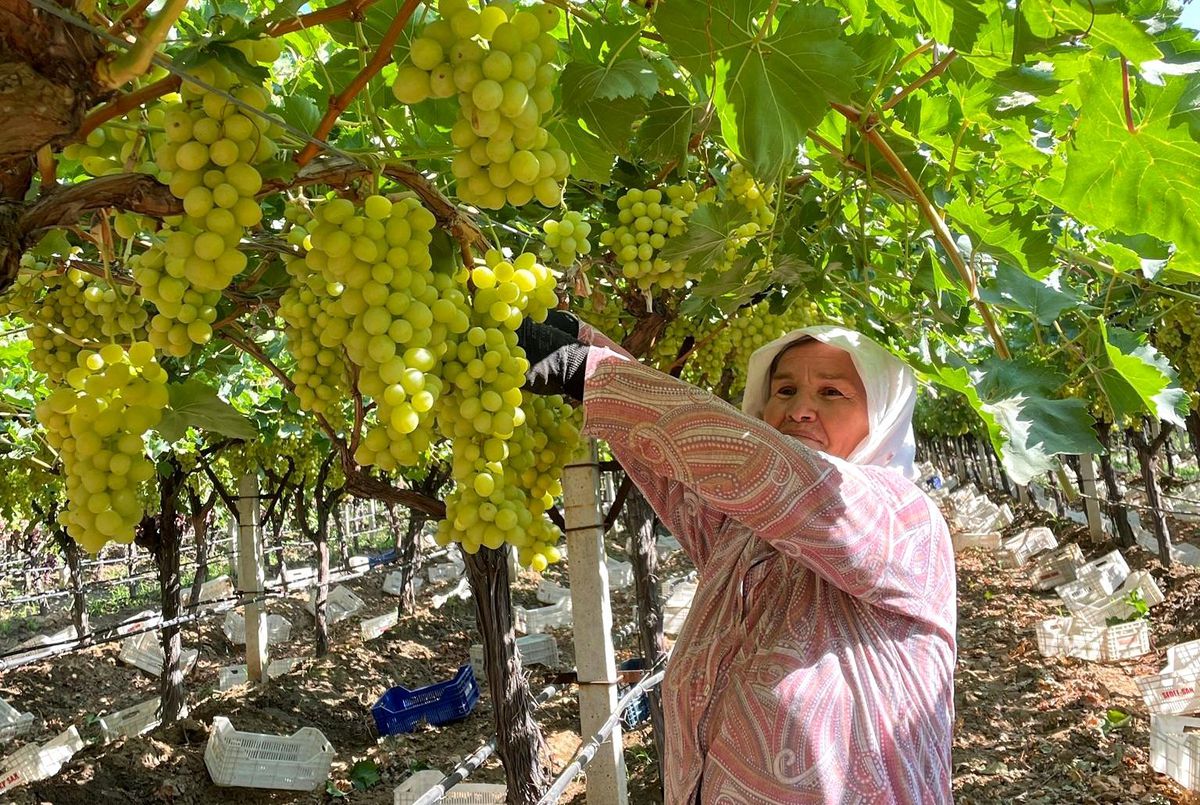 Sarıgöl\'de erkenci üzüm hasadına başlandı