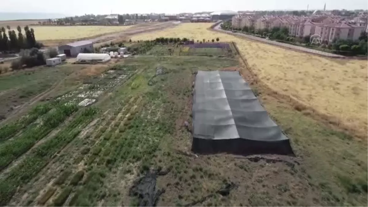 Van Gölü Havzası\'nın yerel buğday çeşitleri koruma altına alındı