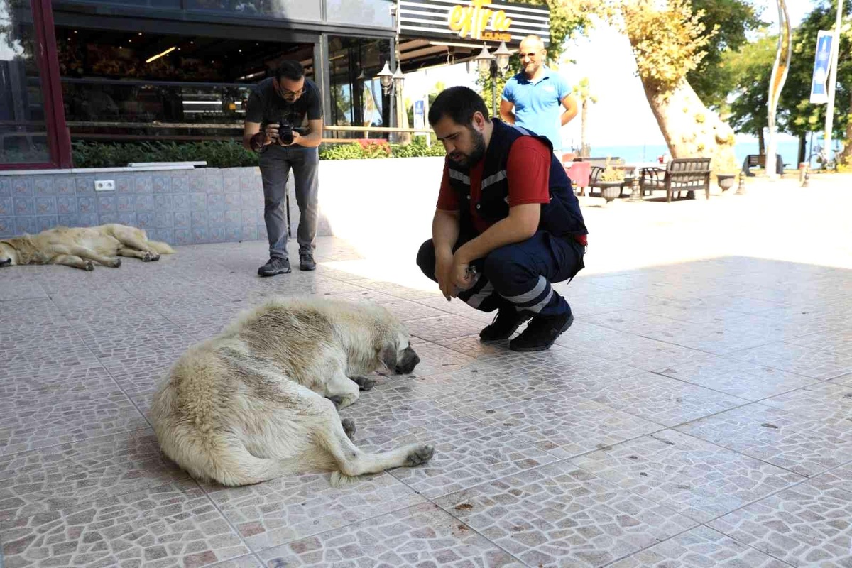 Yalova Belediyesi\'nde sokak hayvanlarına aşı ve parazit ilacı uygulaması