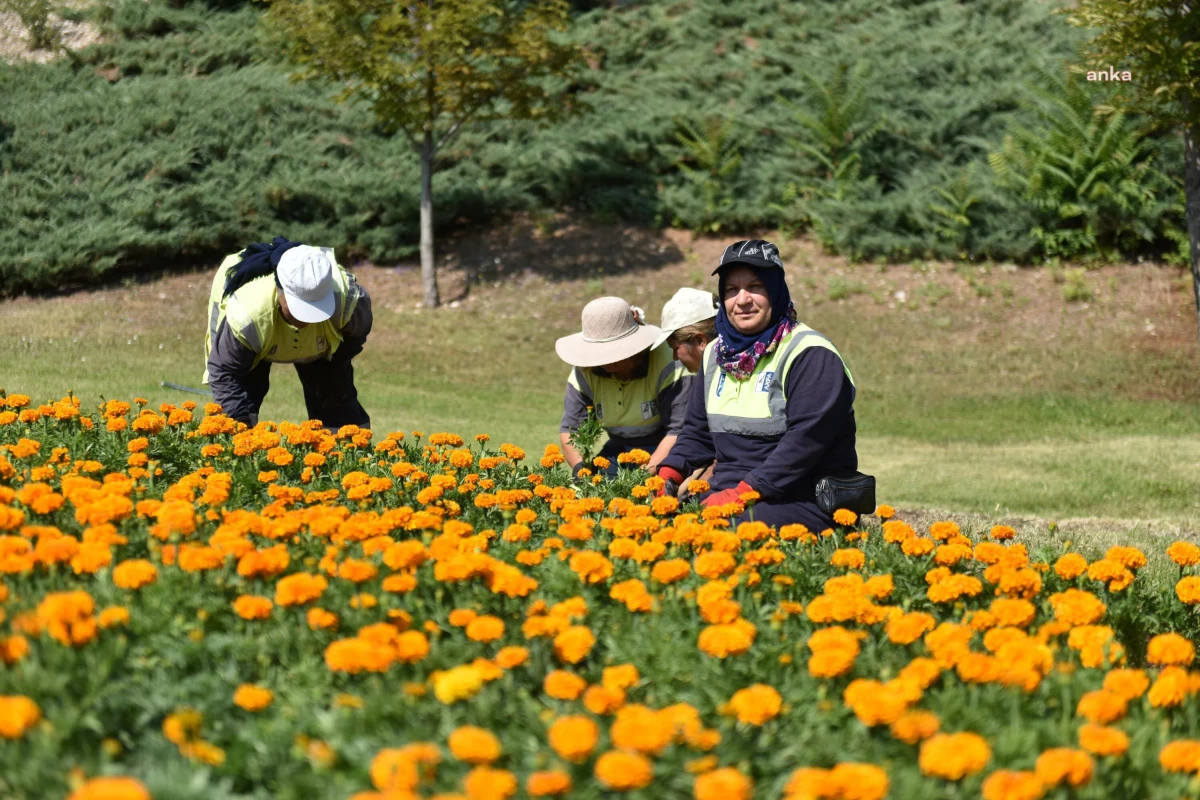 Büyükşehir Belediyesi, parklar ve yol kenarlarına yerli üreticilerden aldığı çiçekleri ekiyor