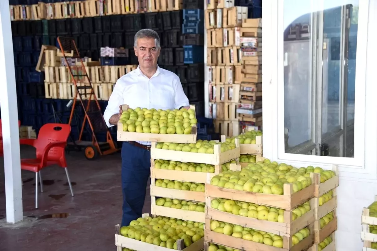 Aydın\'da taze incirde hasat sezonu başladı