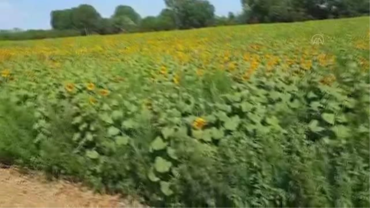 Kırklareli\'nde ayçiçeği tarlasında 208 bin kök Hint keneviri ele geçirildi