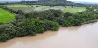 Kolombiya'da çiftçiler tüm olumsuzluklara rağmen pamuk hasadına devam ediyor