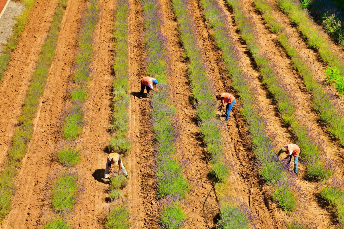 Tıbbi ve aromatik bitkilerin yetiştirildiği Sakarya Botanik Vadisi\'nde hasat mesaisi