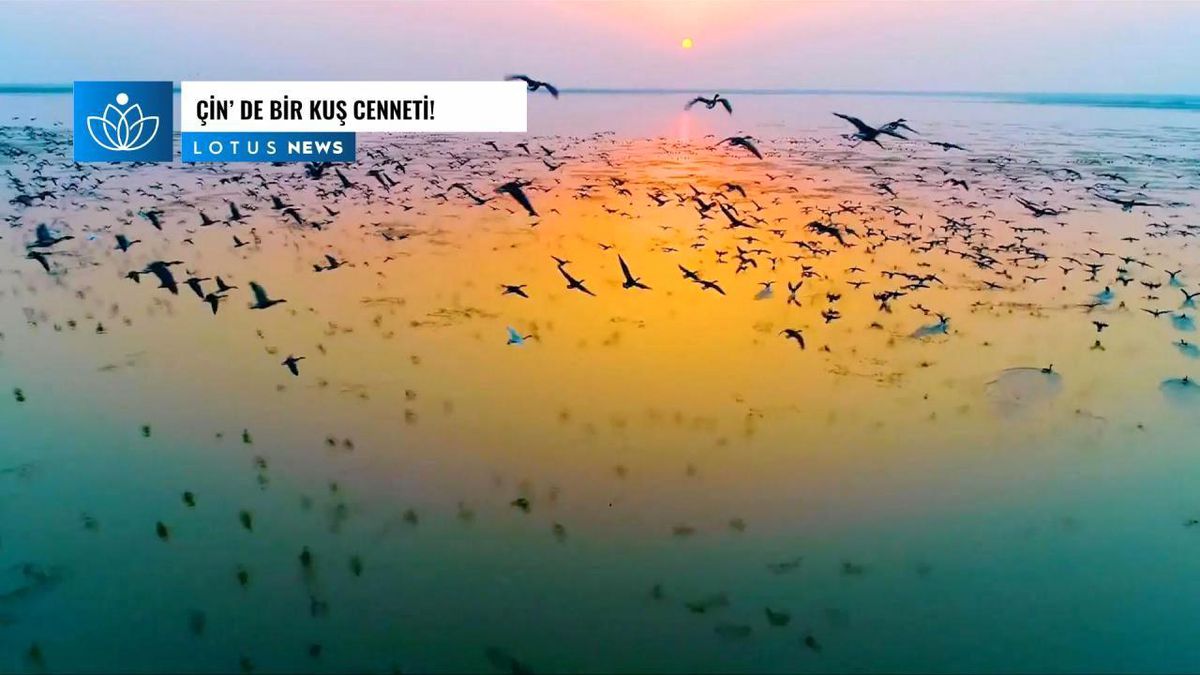 Video: Çin\'de Bir Kuş Cenneti