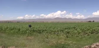 Yağlık ayçiçeği üretimine yönelen Erzurum'daki çiftçiler yüksek verim bekliyor