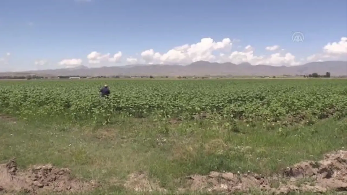 Yağlık ayçiçeği üretimine yönelen Erzurum'daki çiftçiler yüksek verim bekliyor