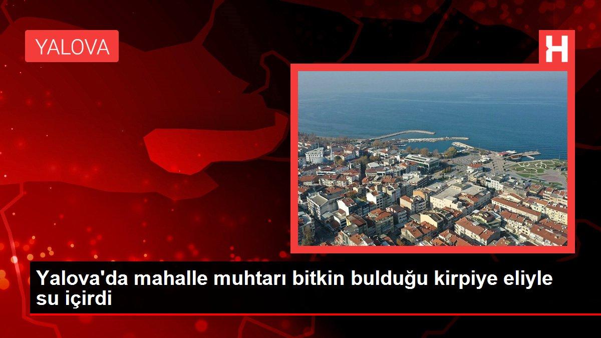 Yalova'da mahalle muhtarı bitkin bulduğu kirpiye eliyle su içirdi