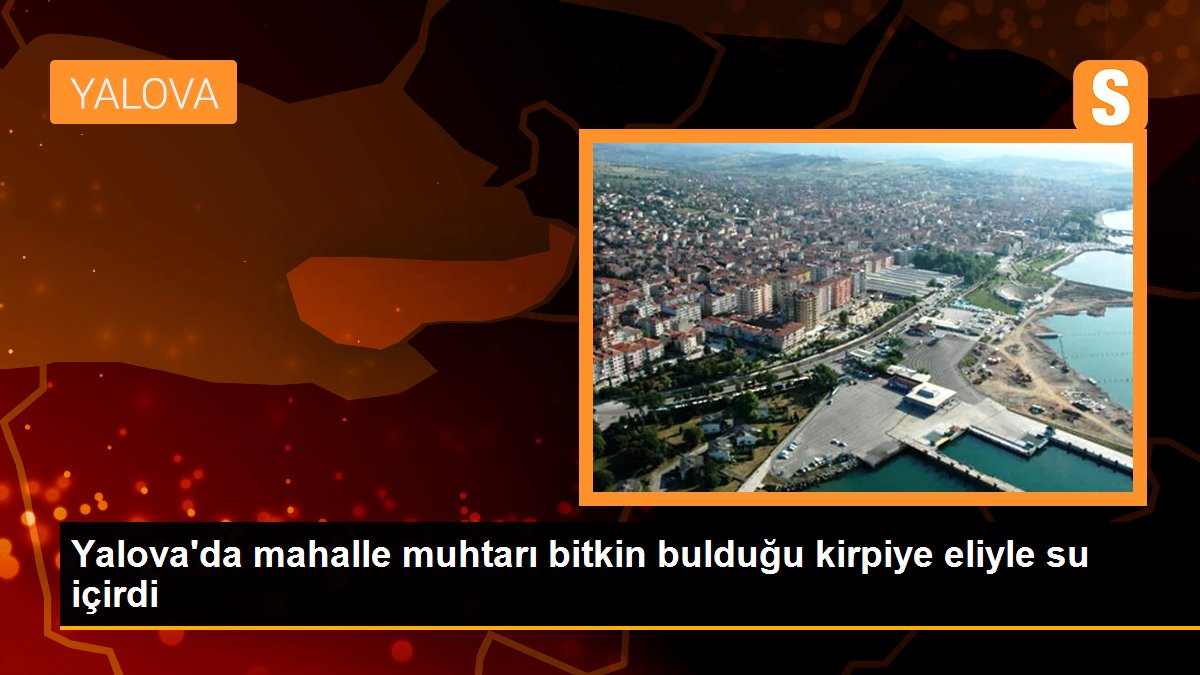 Yalova\'da mahalle muhtarı bitkin bulduğu kirpiye eliyle su içirdi