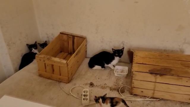 Bursa'da çöp evden onlarca kedi çıktı