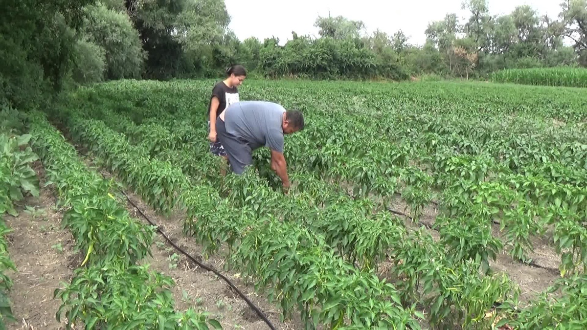 Edirneli Sebze Üreticisi: "Gübre, Mazot Çok Ağır Geliyor"