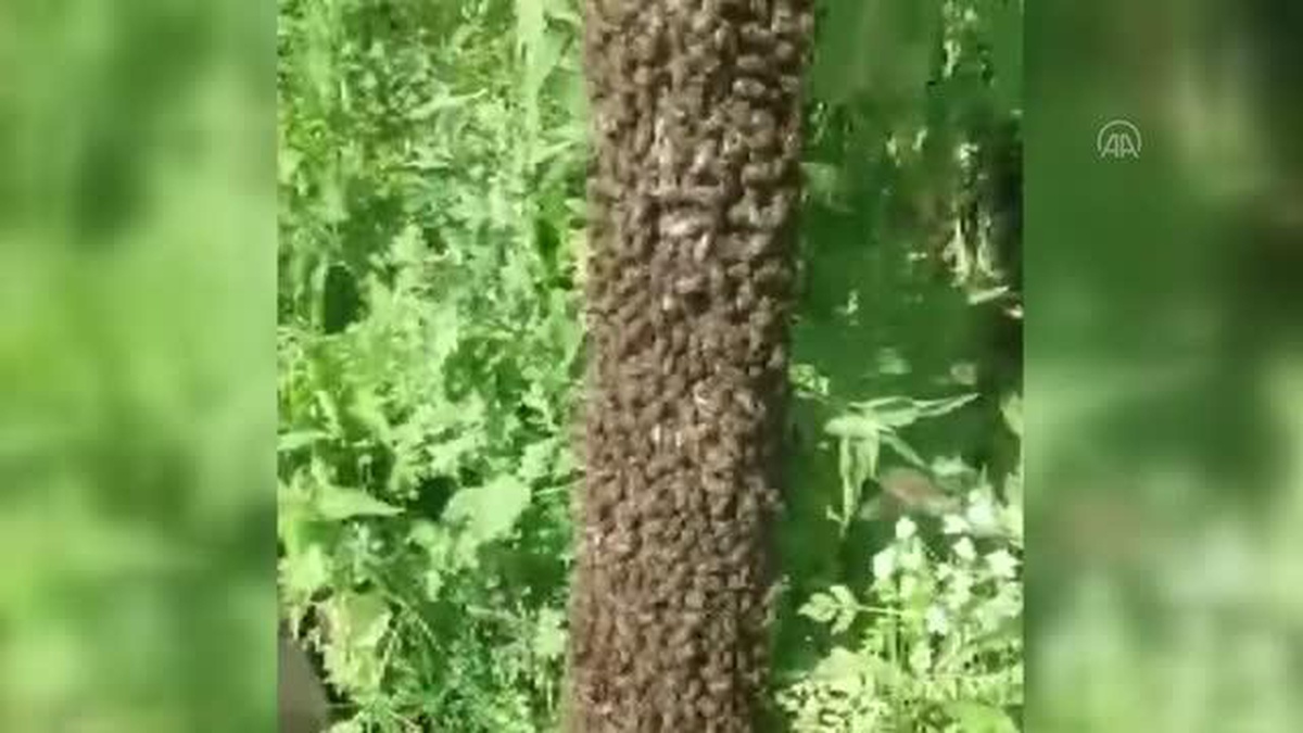 Ardahan\'da Kafkas arısının oğul verme süreci görüntülendi