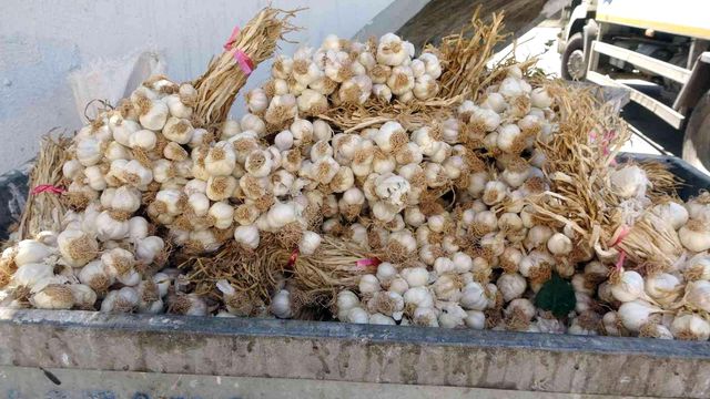 Pandemide kilosu 100 liraya çıkmıştı! Yüzlerce kilo Taşköprü sarımsağı çöpte bulundu