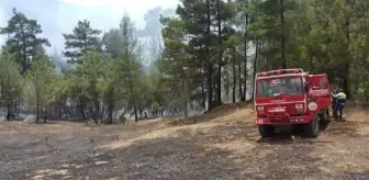 Kütahya'da orman yangını