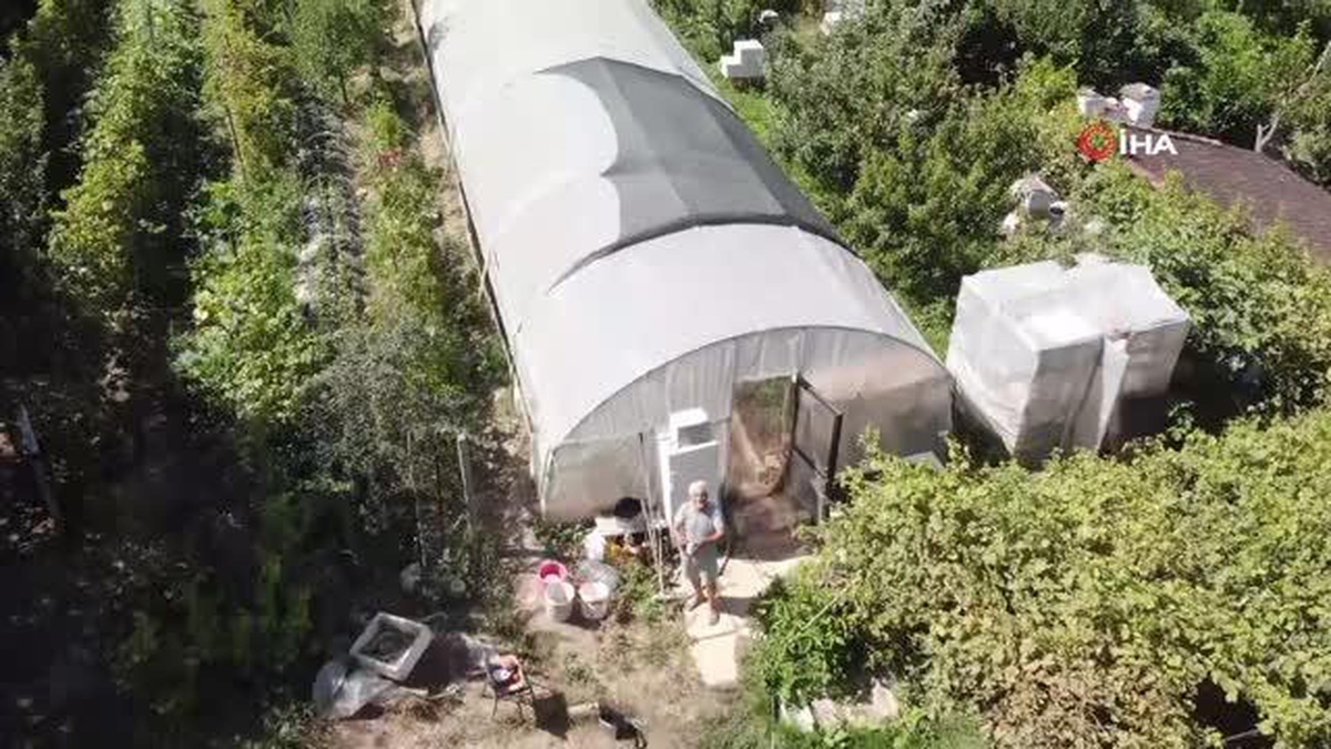 Bu domatesin tanesi 1 kilo geliyor, rengi ile dikkat çekiyor