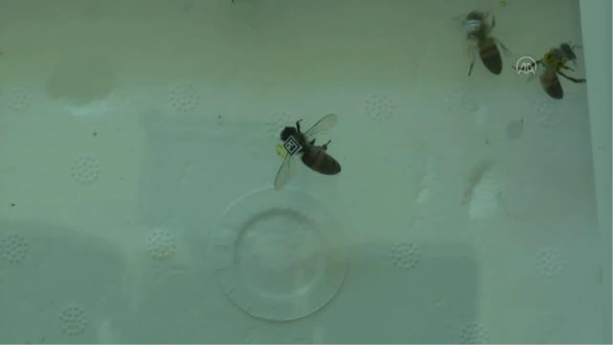 Robot arılar yok olma tehdidi altındaki kovanları takipte