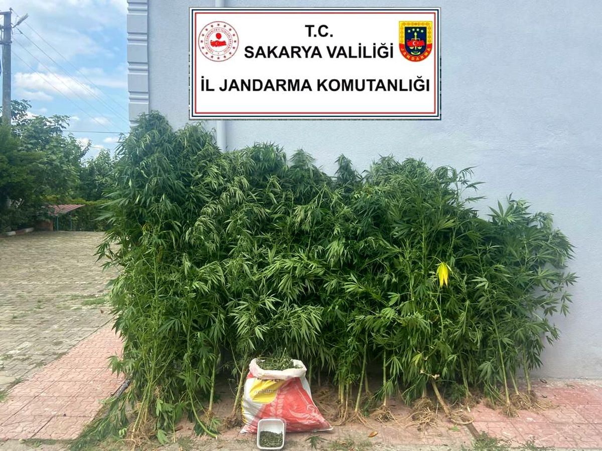 Sakarya\'da 200 kök kenevir ve 6 kilo esrar ele geçirildi
