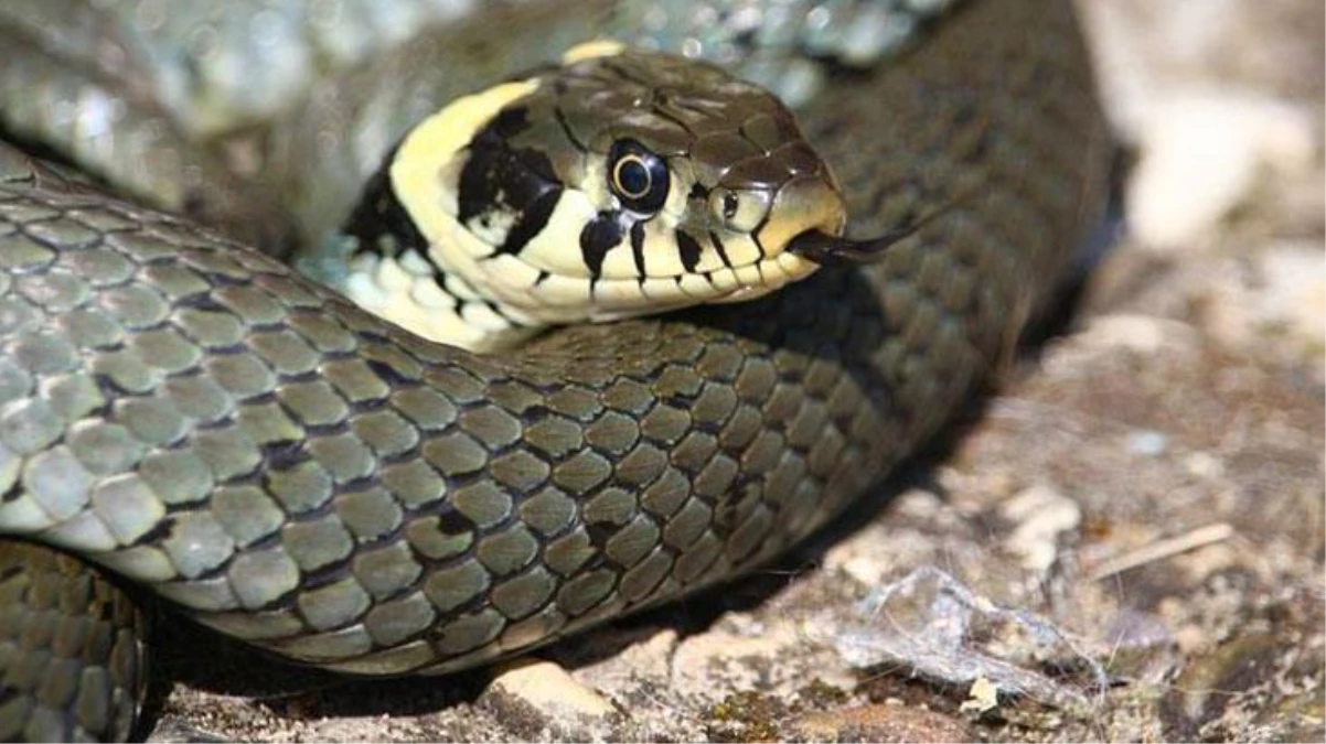 Avustralya\'da bir yılan uzmanı, aynı anda 20 insanı öldürme gücüne sahip yılandan 5.5 gram zehir çıkarttı