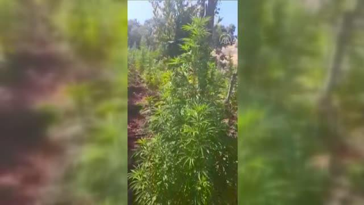 Bingöl\'de 296 bin kök kenevir ve skunk ile 152 kilogram esrar ele geçirildi