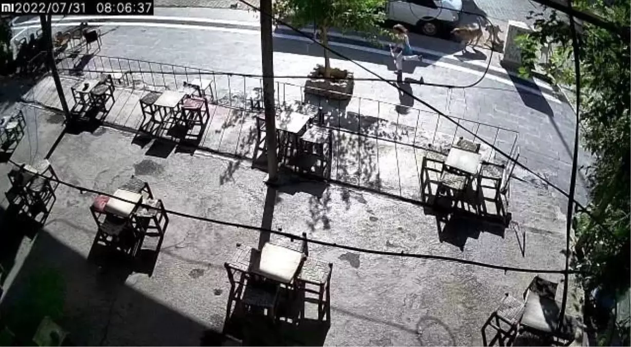 Batman\'da sokak köpekleri küçük kıza saldırdı