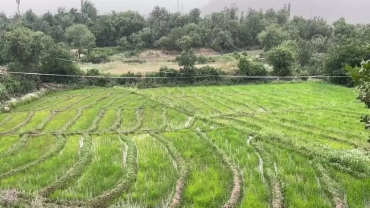 Çukurca\'da çiftçiler ağaç üzerinde yaban domuzu nöbeti tutuyor