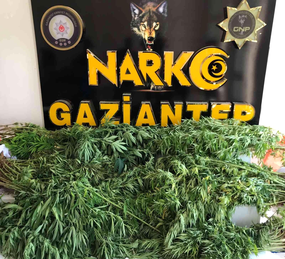 Gaziantep\'te 267 kök kenevir ele geçirildi