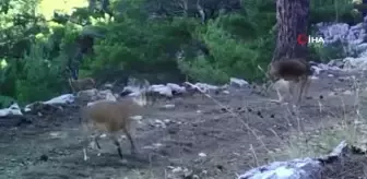 Geyiklerin doğal ortamlarındaki görüntüleri belgeselleri aratmadı