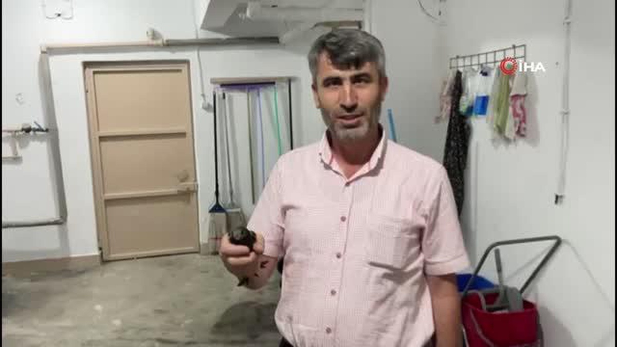 İlk başta kırlangıç sandı, araştırıp öğrenince yoğun duygular yaşadı