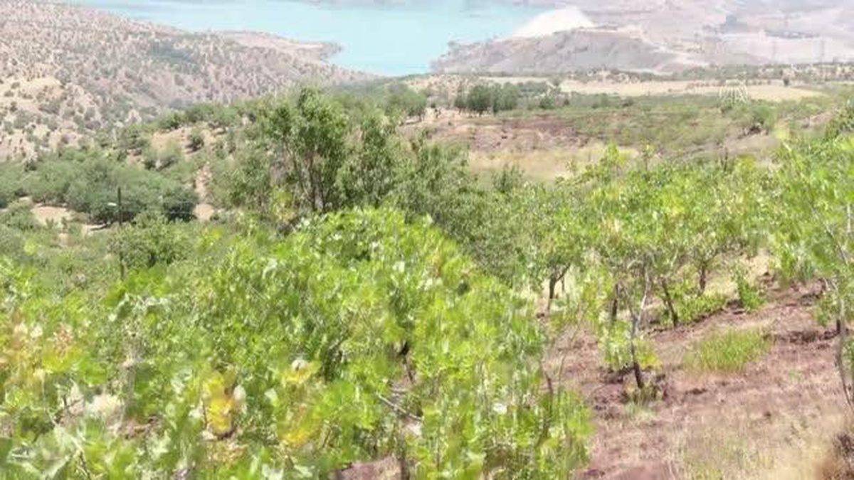 Siirt\'te jandarma fıstık hırsızlarına karşı devriye geziyor