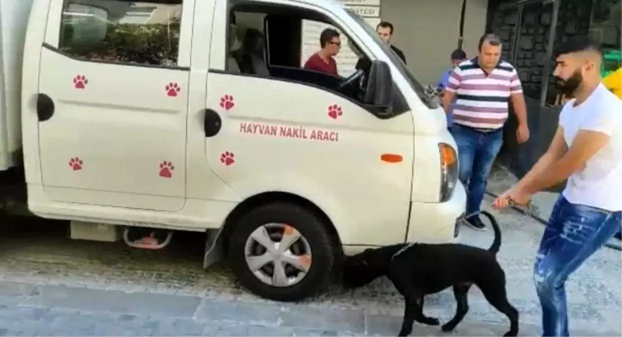 Kadıköy\'de köpek saldırısı: Köpeğin sahibine para cezası yağdı