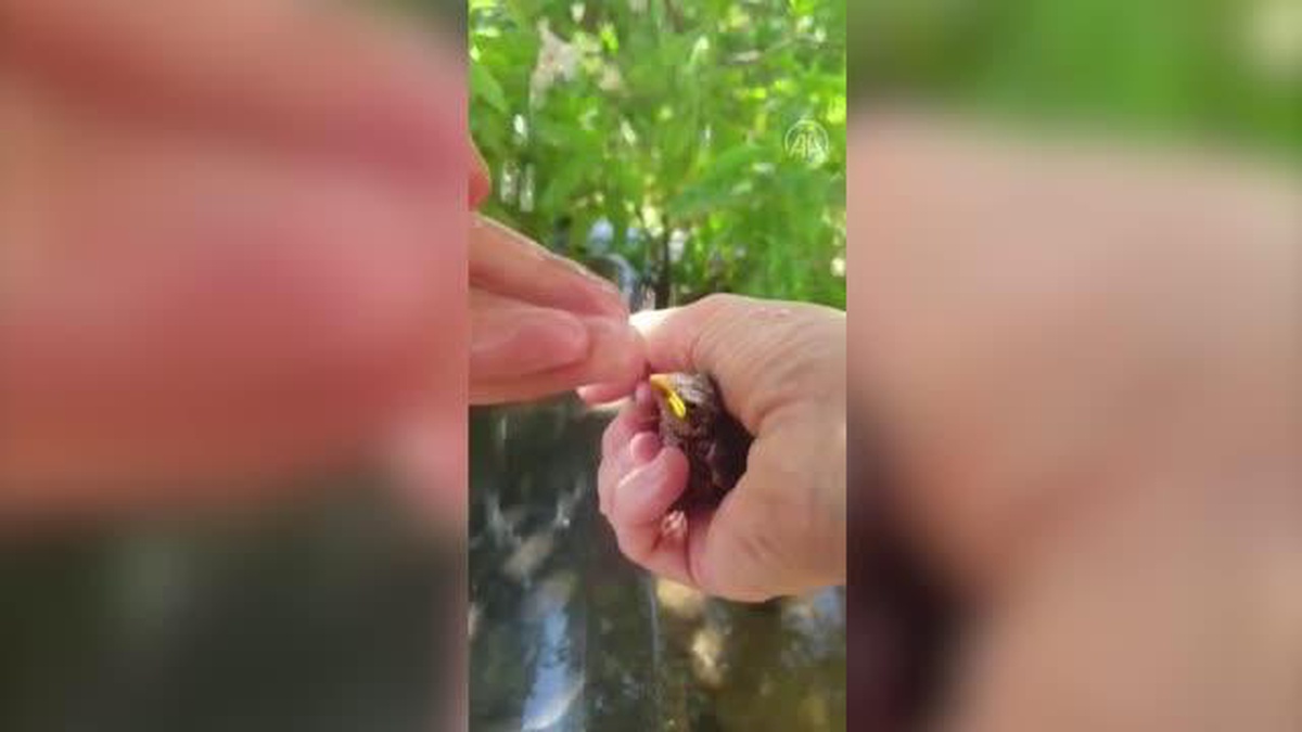 Kahramanmaraş\'ta sıcaktan etkilenen yavru kuşa şefkat eli