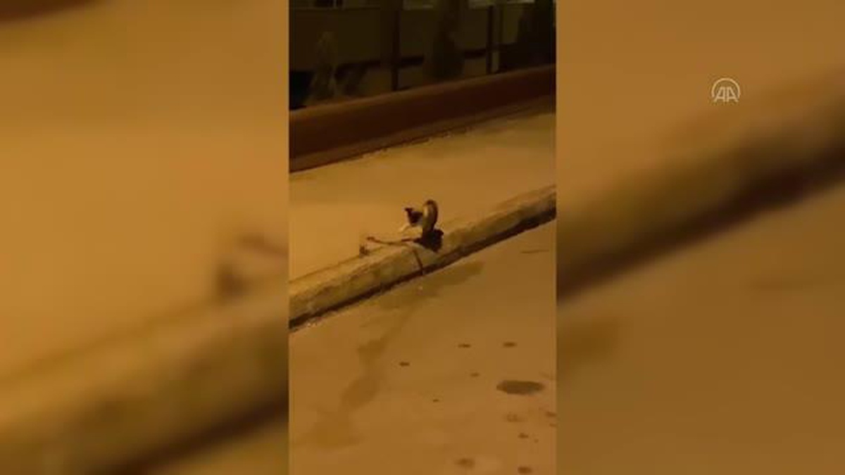 Karabük\'te kediyle yılanın mücadelesi görüntülendi