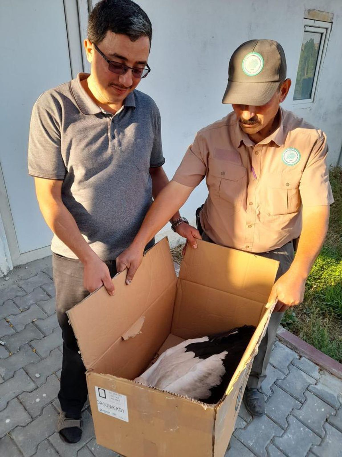 Kırşehir\'de yaralı ak leylek tedaviye alındı