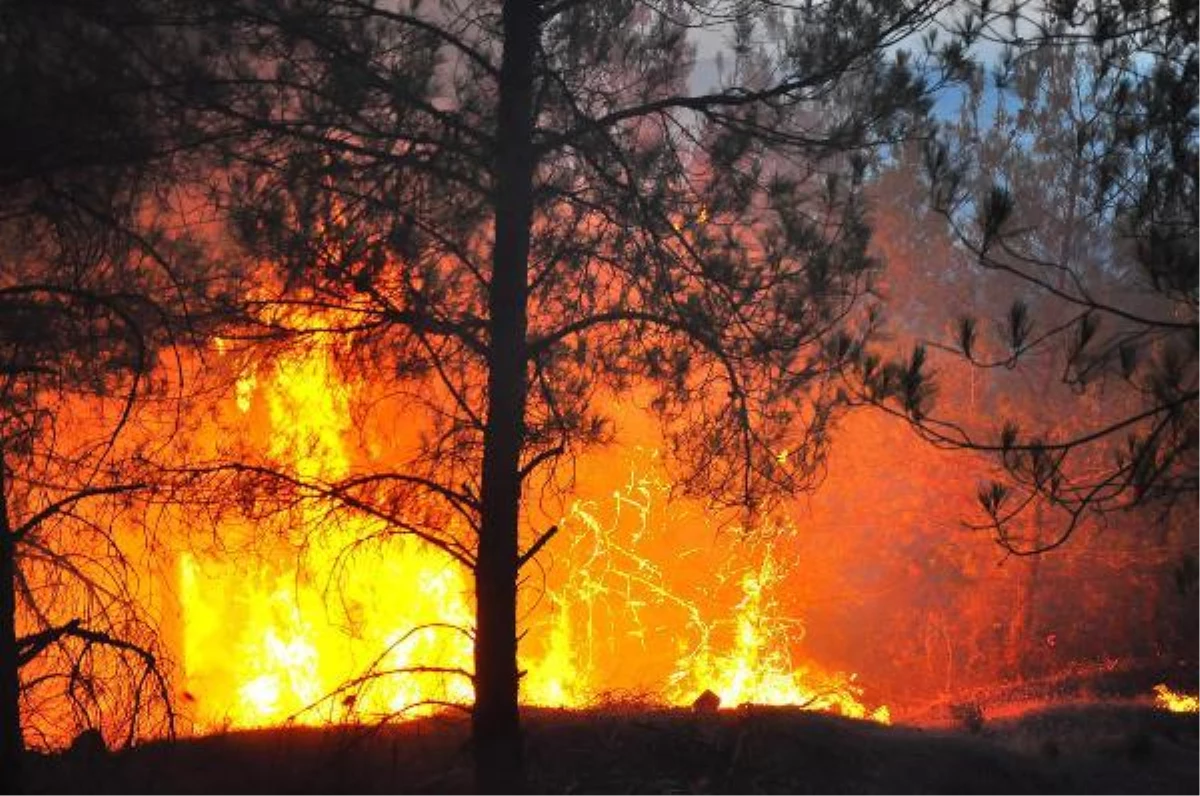 Manisa\'da, 5 gün arayla 444 hektar alan yandı