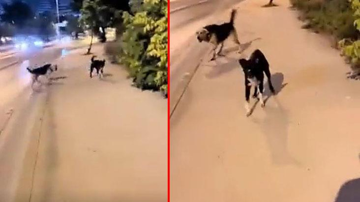 Sivaslı genç, kendisine saldıran köpeklerden havlayarak kurtuldu
